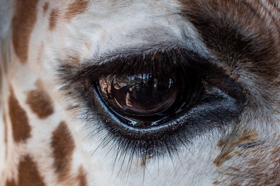 A close frame on a giraffe's eye and lashes